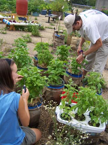 Encore de basilic! | More basil!